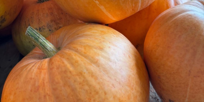 Vendo calabazas comestibles, calabazas de Hokkaido, calabazas de Halloween
