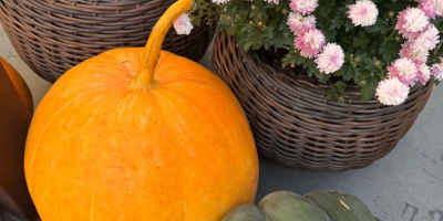 Vendo calabazas comestibles, calabazas de Hokkaido, calabazas de Halloween