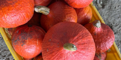 Vendo calabazas comestibles, calabazas de Hokkaido, calabazas de Halloween