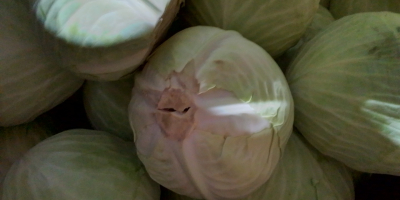 Hola, ofrezco a la venta repollo del profesor, producto