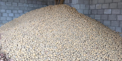 Venta de patatas de mesa - Cosecha 2026. Ofrezco