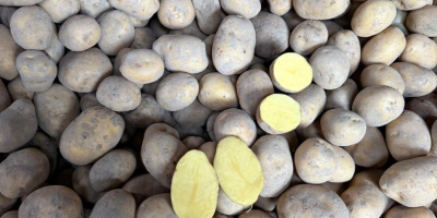 Venta de patatas de mesa - Cosecha 2026. Ofrezco