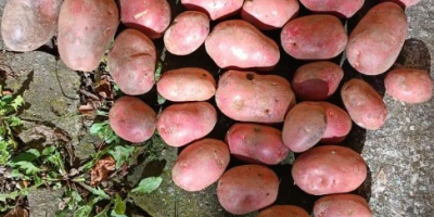 Venta de patatas de mesa - Cosecha 2026. Ofrezco