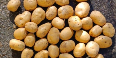 Venta de patatas de mesa - Cosecha 2026. Ofrezco