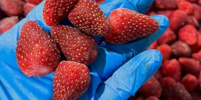 Ofrecemos fresas congeladas, calibradas y sin calibrar, de grado
