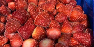 Ofrecemos fresas congeladas, calibradas y sin calibrar, de grado