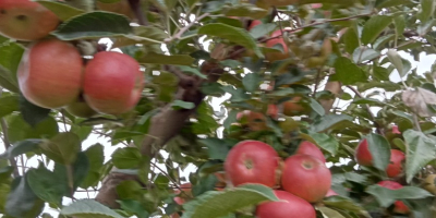 Soy un pequeño productor de fruta (manzanas) del condado
