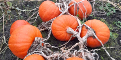 Calabaza de Hokkaido: Naranja, Amoro, Uchiki Kuri. La recojo
