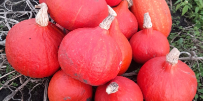 Calabaza de Hokkaido: Naranja, Amoro, Uchiki Kuri. La recojo