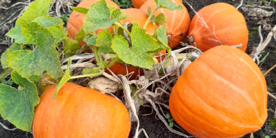 Calabaza de Hokkaido: Naranja, Amoro, Uchiki Kuri. La recojo