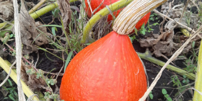 Calabaza de Hokkaido: Naranja, Amoro, Uchiki Kuri. La recojo