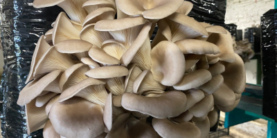 Venderé setas ostra de mi propio cultivo.