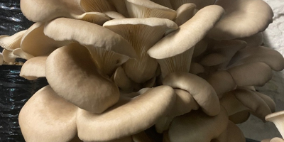 Venderé setas ostra de mi propio cultivo.
