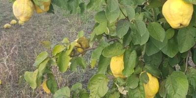 Vand gutui ecologice certificate, cu certificare ecologica inclusiv pentru