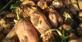 WITAM TENGO UNA CANTIDAD GRANDE PARA PULVERIZAR CALDERAS DE