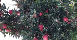 Venderé 50 t de gala y gorra roja, dorada,