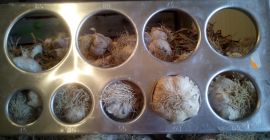 Venderé ajo de mi propia producción. Tengo tres especies: