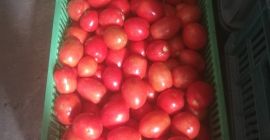 Venderé tomate de campo rojo. Plantación propia, pequeñas y