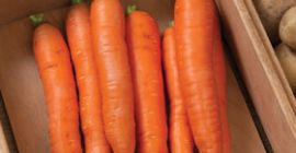 Zanahorias de Polonia 1a clase 20 + -40 mm