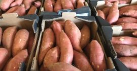 Batatas El origen de España. Tamaños: S, M, L1,