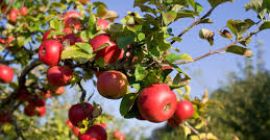 Venderé la manzana directamente del productor. Manzanas bien manchadas
