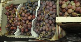 En venta cantidades al por mayor de Red Globe