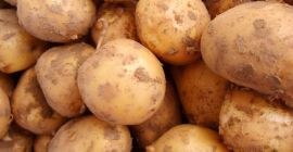 Venderé patatas de semilla orgánica, Lord y Denar.