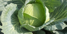 Coolwrap, repollo plano, variedad Fildwinner F1. Venderé repollo ideal
