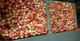 VENDERÁ GALA DEBE Y REAL, TENGO 70 CAJAS, MÁS