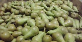 Venderé una pera, Conferencia, Lukas.