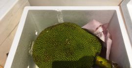 JackFruit también se puede llamar una fruta de la
