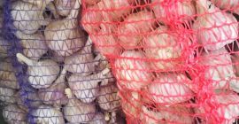 Venderé ajo fresco, calibre 40-50 y 50+, agradable, fresco.