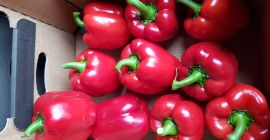 Venderé pimientos de clase I rojos, amarillos y verdes