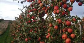 Voy a vender manzanas Reno Champion, directamente desde el