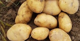 Hola a vender, buena calibración de papas de 45