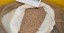 100t han sido transferidos a la cerda ahora! Fredro