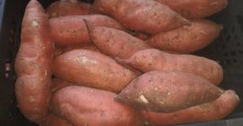 Venderé en grandes cantidades Potat Sweet Sweet potato, tenemos