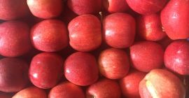 Le ofrecemos Schnig Gala en cantidades al por mayor,