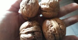 Grandes nueces de un huerto orgánico para la venta