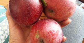 Variedades antiguas de manzanas de un huerto ecológico de