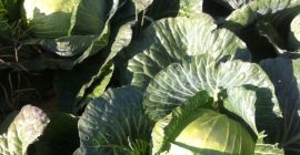 CABBAGE BLANCO variedad AMBROJA y DESCUBRE para la venta