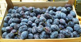 Venderé la ciruela dura de un presidente muy agradable.