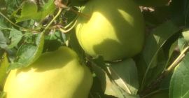 Venderé la manzana GOLDEN DELICIOUS directamente del huerto. Soy