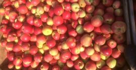 Venderé la manzana CHAMPION en los palets.