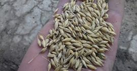 En venta cerca de 5 toneladas de cebada de