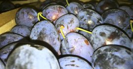 Venderé una muy buena ciruela, presidente, Stanley y húngara.