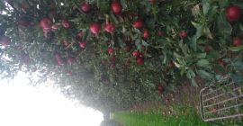 Venderé un hermoso Jongored Supra (alrededor de 50 toneladas)