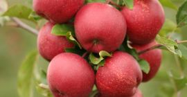 Hola, venderé variedades de manzana como: Rubin, Cortland Wicki,