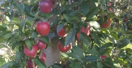 Hola, venderé Gloster, Jonagoreda Supra en el baúl del