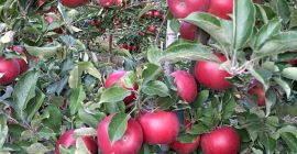 Venderé manzanas para Red jonaPrins Naidared Golden ligol. Puro